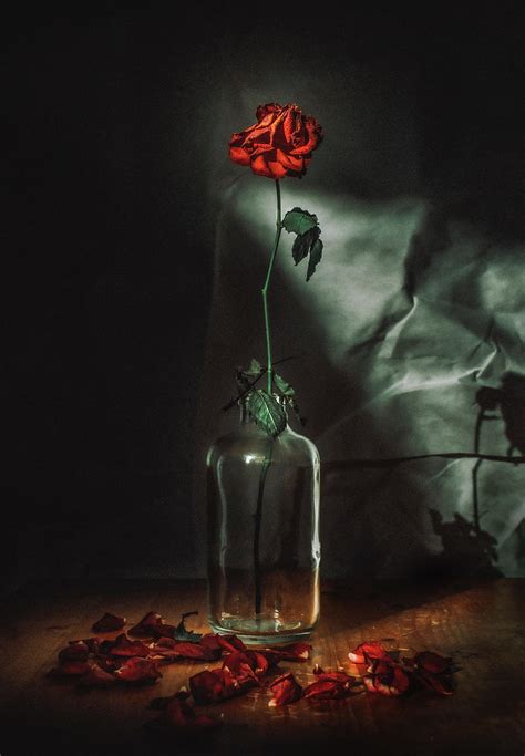Rose Flower Red Vase Petals Hd Phone Wallpaper Peakpx