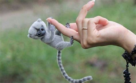 Top 23 Funny Finger Monkey Pics Meowlogy