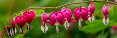 Bleeding heart plants are perennials. Daylilies in Australia Bleeding Heart Plant Information ...