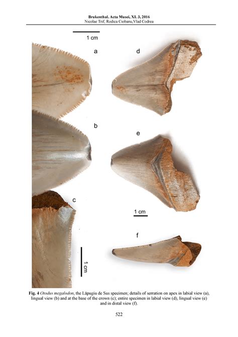 Otodus Megalodon The Lăpugiu De Sus Specimen Details Of Serration On