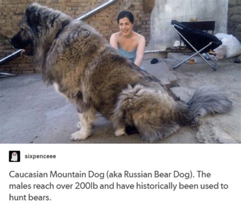 25 Best Memes About Russian Bear Dog Russian Bear Dog Memes
