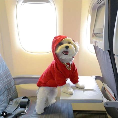 Flights Viral Instagram Photo Of Dog On A Plane Divides Passenger