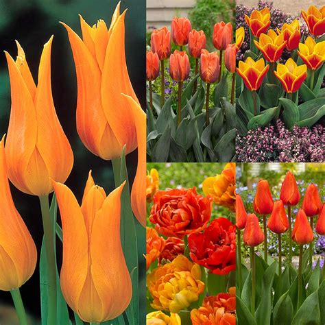 Tulip Orange Collection Mirror Garden Offers