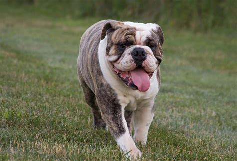 Dog Breed Corner British Bulldog Mad Paws Blog