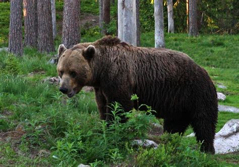 Wild Brown Bears Photographed From Hide In Eastern Finland