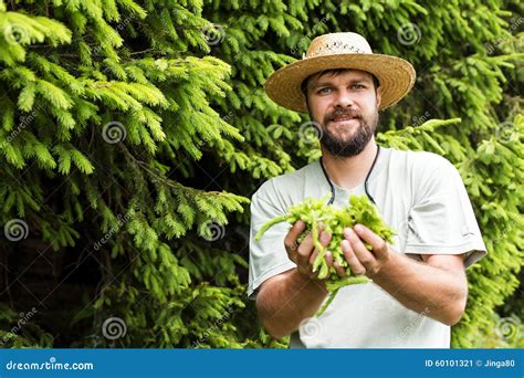 Portrait Of Young Man Holding Fir Buds In His Hands Stock Image Image