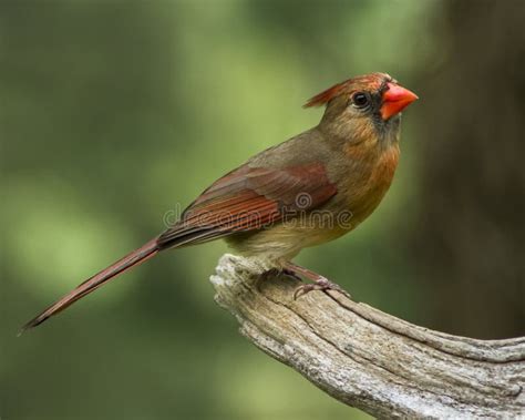 Female Northern Cardinal Stock Image Image Of Bird Green 36024535