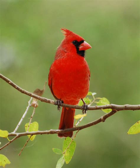 Northern Cardinal Common Birds Of Ne Washington Dc · Inaturalist