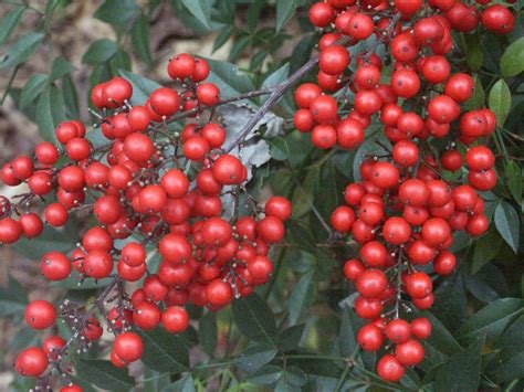 Enjoy free nandina shrub videos available on our webpage. Nandina - Poisonous to Cedar Waxwings? | Walter Reeves ...