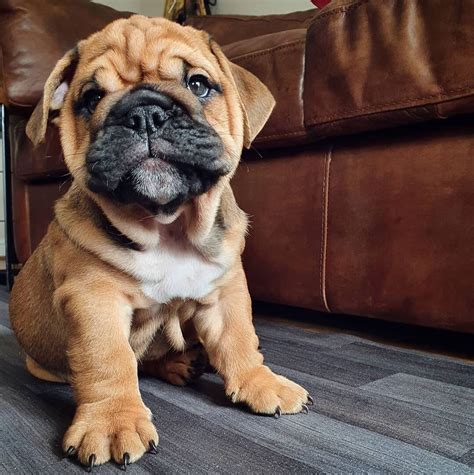 Available Puppies Teacup English Bulldog Puppies For Sale Near Me