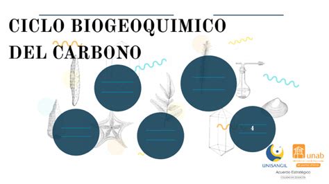 Ciclo Biogeoquímico Del Carbono By Jose Luis Lopez