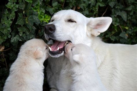 Maybe you would like to learn more about one of these? Dog Moms: 11 Cuddly Canines to Celebrate Mother's Day