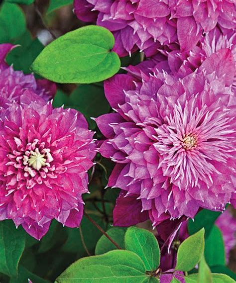 Maybe you would like to learn more about one of these? 421 best images about Very Viney on Pinterest