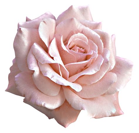 Large Light Pink Rose Png Clipart Gallery Yopriceville