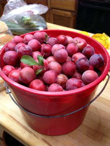 Be the first to rate & review! Cherry Plum Jam/Jelly Recipe | Plum recipes, Plum jam ...