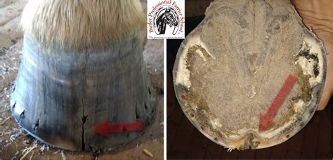 Keratoma | Butler Professional Farrier Schools
