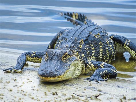 Florida Alligator Closeup Photograph By Zina Stromberg