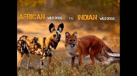 African Wild Dog Vs Indian Wild Dog Youtube