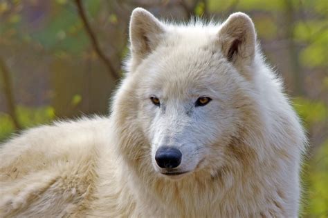 Polarwolf Foto And Bild Tiere Zoo Wildpark And Falknerei Säugetiere