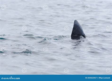3 Basking Shark Dorsal Fin Swims Away Poking Above The Sea Water