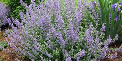 Mar 3, 2015 by admin. Catmint — A "Must-Have" Perennial | Piedmont Master Gardeners