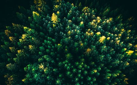 Download Wallpaper 3840x2400 Spruce Trees Forest Aerial View 4k