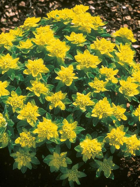 Many perennials die back to the ground for the winter while the plant is dormant. Robust Milkweed is a butterfly magnet, attracting ...