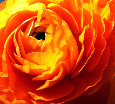 The Orange Ranunculus Orange You Glad That Ranunculii Sp Flickr