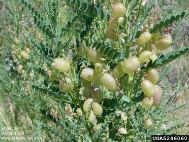 You can help keep our state natural and safe from destructive weeds and pests, like the dalmatian toadflax in this video. Sphaerophysa salsula | WY Cooperative Agricultural Pest ...