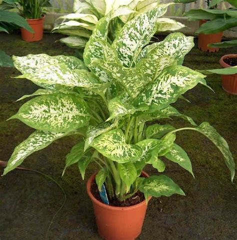 Top 10 Nasa Approved Houseplants For Improving Indoor Air Quality Artofit