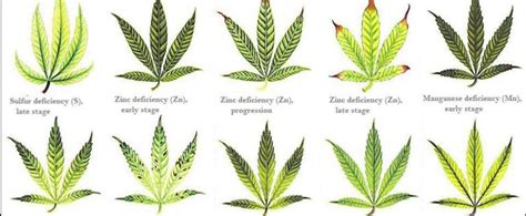 Identifying Cannabis Plants Problems Bonza Blog