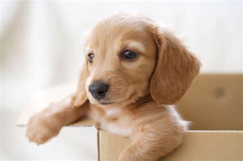 Discover the best of athurugiriya so you can plan your trip right. Anvet Beenleigh Pet Hospital - PIA