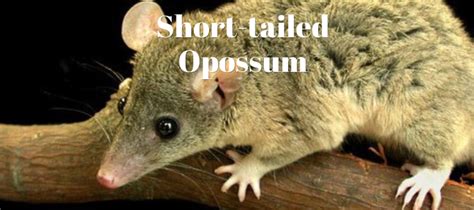 Short Tailed Opossums Exotic Pet Wonderland