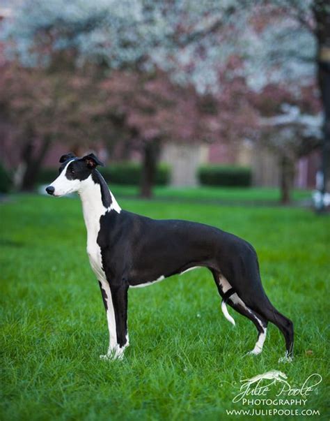 Lancaster puppies advertises puppies for sale in pa, as well as ohio, indiana, new york and other states. Italian Greyhound Puppies For Sale Az