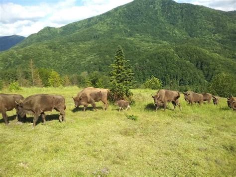 A Newborn In The New Bison Herd In The Southern Carpathians Rewilding