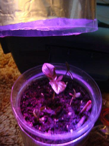 But it uses less than other forms of light that give you the same output. LED Grow Light Using Joule Thief Battery Power in a Wick ...