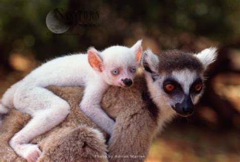 Ring Tailed Lemurs Lemur Catta All White Baby Male Albino Lemur On