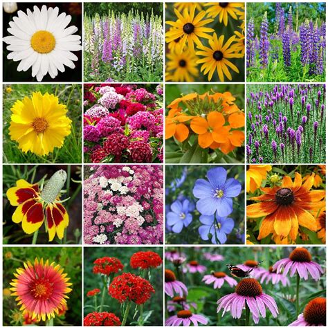 All Perennial Wildflower Seed Mix Bulk Flower Seed Mix Bulk Seed Store