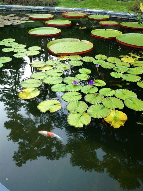 The data in this listing is believed to be accurate in our florist directory at the time of posting. Sarah P. Duke Gardens in Durham, NC | Research triangle ...