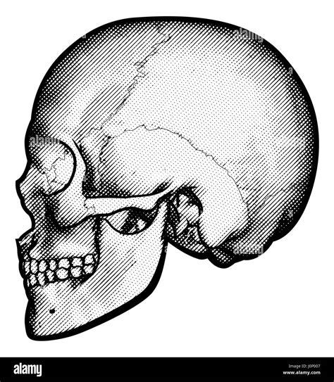 Skull In Profile Side View Drawing In A Vintage Retro Woodcut Etched