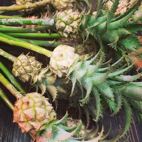 And welcome to pineapple and palms. Mini pineapples | Palm springs, Succulents, Pandan
