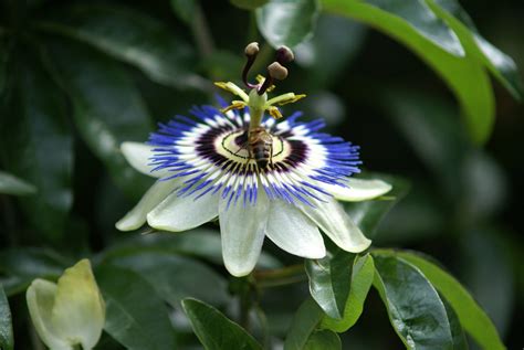 Maybe you would like to learn more about one of these? Free Passion flower with honey bee 1 Stock Photo ...
