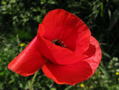 Flor de amapola: Conoce los diferentes usos y mucho más aquí