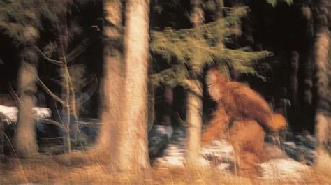 Is Bigfoot A Prehistoric Polar Bear New Study Could Have Solved