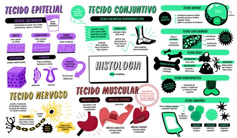 QQD185 Histologia MAPA MENTAL Embriologia 1 Semestre Studocu