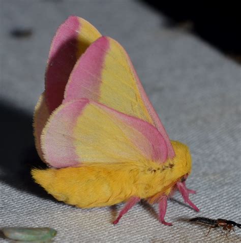 7715 Dryocampa Rubicunda Rosy Maple Moth St Francoi Flickr