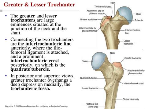 Ppt Appendicular Skeleton Pelvic Girdle And Lower Limbs Powerpoint