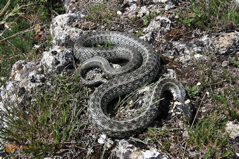Sie ist mit mehreren unterarten in großen teilen europas und asiens verbreitet und kommt reliktartig. Bestellen - Ringelnatter (Natrix natrix) in freier ...