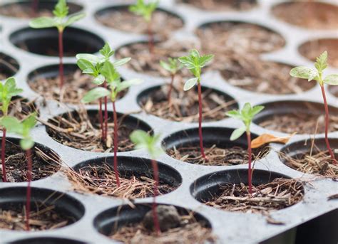 If your trees or plants do not survive, please let us know within one year of delivery. Best Cannabis Fertilizer For Flowering | Cromalinsupport