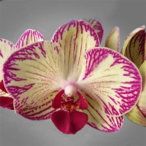 Phalaenopsis Sweet Lf1453 Finca Drácula